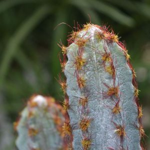 Deze nagemaakte Tetragonus-cactus is ook wel bekend als de prikkeldraad cactus. De plant heeft meerdere gebogen takken