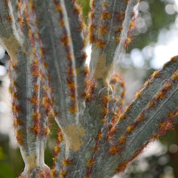 Tetragonus-Cactus-kunstboeket-45-cm-bruin-6 Tetragonus Cactus kunstboeket 45 cm bruin 6