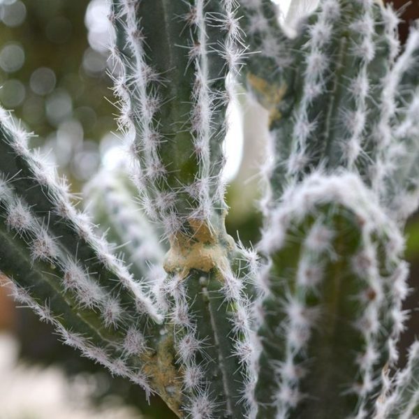 Kunstboeketten inclusief de stengel