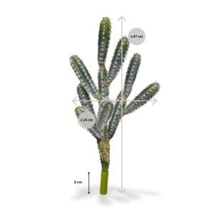 Deze nagemaakte Tetragonus-cactus is ook wel bekend als de prikkeldraad cactus. De plant heeft meerdere gebogen takken