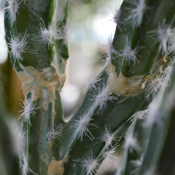 met zeer goed nagemaakte crème-witte stekels. Het is net alsof ze zo uit de Mexicaanse klei komen. Zeer gedetailleerd en van bijzonder hoge kwaliteit!   De hoogte van deze kunstmatige Tetragonus Cactus is ongeveer 70 cm