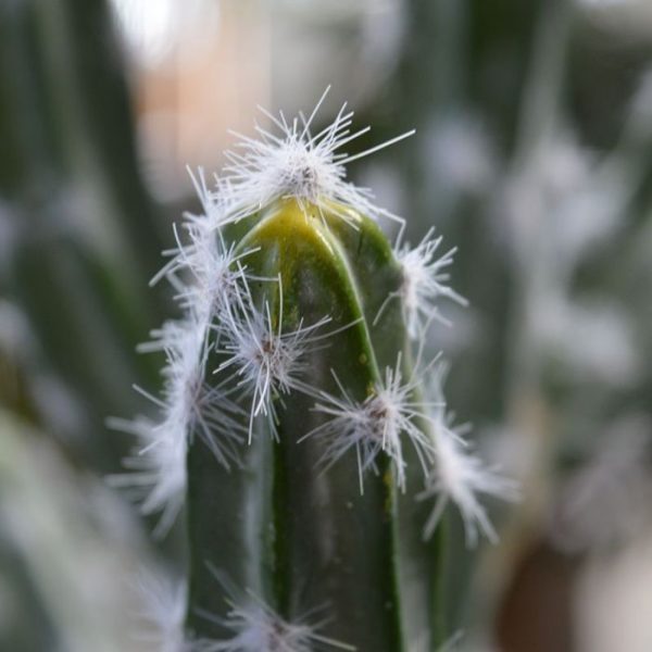 Tetragonus Cactus kunstboeket 70 cm groen 6