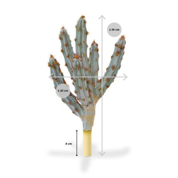 en de breedte is ongeveer 20 cm.   De cactus wordt geleverd als boeket zonder pot en is verkrijgbaar in groene en bruine kleuren en in de hoogtes van 36 en 45 cm. De groene is er ook in een hoogte van 70 cm. In kleine potten staan deze cactussen prachtig op een vensterbank.