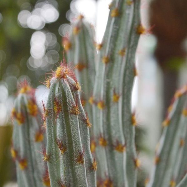 Tetragonus kunst cactus boeket 35 cm bruin 6