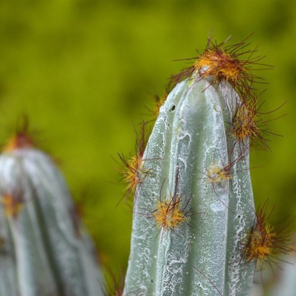 Deze nagemaakte Tetragonus-cactus is beter bekend als de prikkeldraad cactus. De plant heeft 6 gebogen takken met zeer goed nagemaakte rood / bruine stekels op geelachtige kroonbladeren. Het net alsof ze zo uit de Mexicaanse klei komen. Zeer gedetailleerd nagemaakt en van zeer hoge kwaliteit!   De hoogte van deze kunstmatige Tetragonus Cactus is ongeveer 36 cm