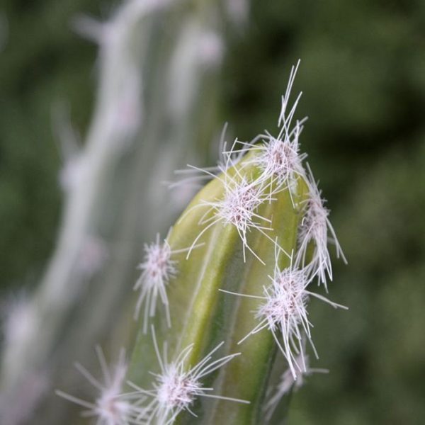 met zeer goed nagemaakte crème-witte stekels. Het is net alsof ze zo uit de Mexicaanse klei komen. Zeer gedetailleerd nagemaakt en van zeer hoge kwaliteit! De hoogte van deze kunstmatige Tetragonus Cactus is ongeveer 36 cm