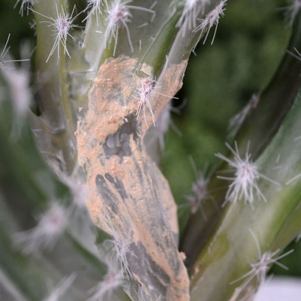 inclusief de stengel