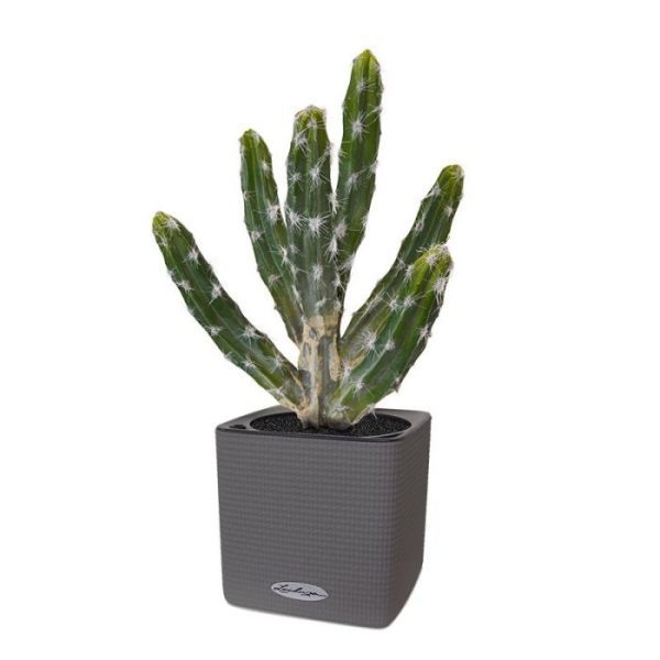 Tetragonus kunst cactus boeket 35 cm groen 4