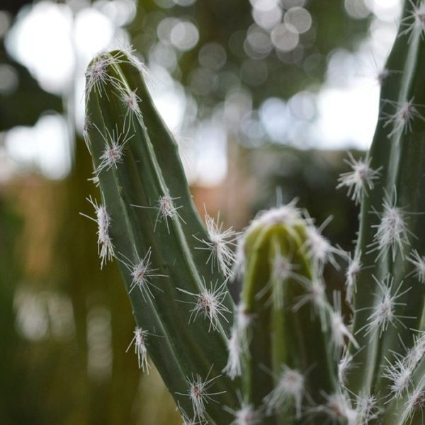 Tetragonus kunst cactus boeket 35 cm groen 6