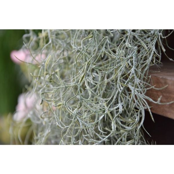 Kunsthangplanten Tillandsia kunsthanger deluxe 120 cm 2