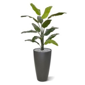 Zoekt u een exotische sfeermaker in huis