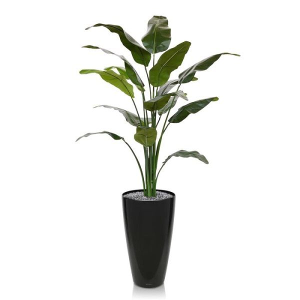 zo komt hij het beste tot zijn recht. De breedte van de Traveller kunst palmboom is ongeveer 90 cm. De hoogte is ongeveer 165 cm.