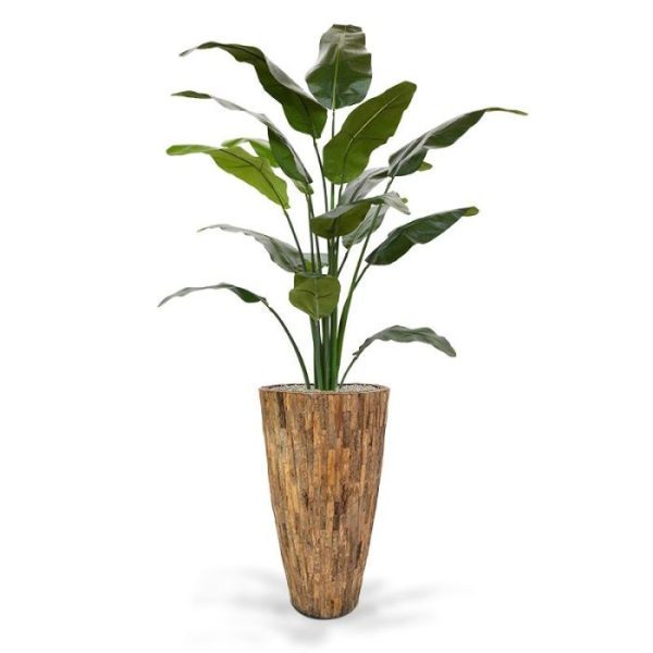 De Traveller Palm 165 cm is ook bekend onder de naam Ravenala of Reizigers Palm maar is eigenlijk familie van de Strelitzia. Als kunstpalm is hij opgebouwd uit meerdere stengels en heeft hij 16 grote kunstzijden bladeren. Sommige hebben een formaat van 23 x 55 cm! De Traveller's kunstpalm is een prachtige sfeermaker die zich zowel in een hoge als lage sierpot laat presenteren. Geef de plant wat ruimte