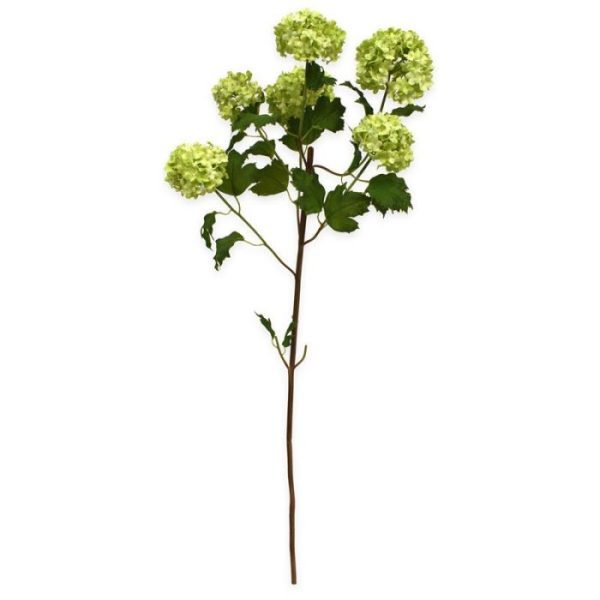 diverse zijtakken en heeft 6 weelderige