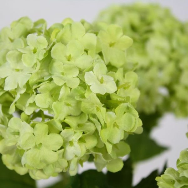 zijden bloemen met een diameter van 6 tot wel 10 cm. De tot in detail nagemaaktekunstbloem is een lust voor het oog. De kunst Viburnum wordt standaard als losse stengelbloem geleverd en kan daardoor makkelijk verwerkt worden tot prachtige kunstboeketten. De kunststeel heeft een lengte van ongeveer 108 cm. De breedte bedraagt ongeveer 35 cm. Vanaf 12 stuks kunt u gebruik maken van de voordeel prijs.