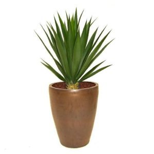 Zeer mooi nagemaakte Yucca plant