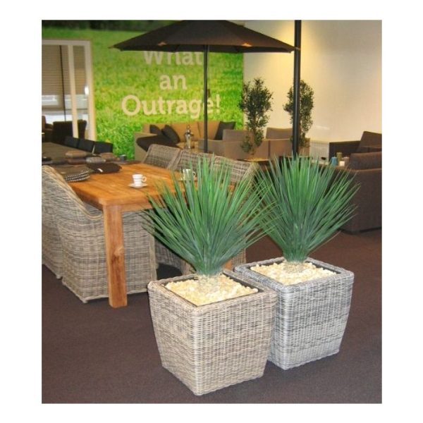 Groene kunstplanten is een bijzonder fraai nagemaakte kunstplant van hoge kwaliteit. De hoogte van de Rostrata is 80 cm en de diameter van de plant is circa 40-50 cm. Extra aandacht is tevens uitgegaan naar de afwerking van de stam aan de onderzijde