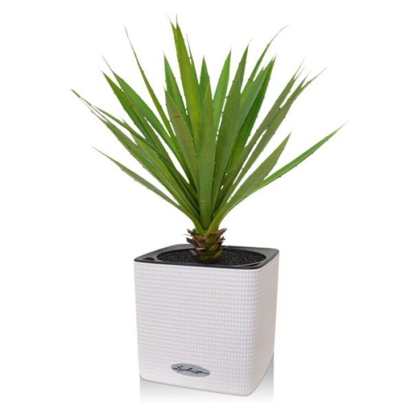 stevige bladeren van de Palmlelie maar eens met hun karakteristieke rode stekeltjes rondom. Een stoere plant met een mediterraans tintje die zo uit de woestijn weggelopen lijkt. Deze zeer natuurgetrouwe 40 cm hoge kunst Yucca is verlijmd in een kweekpotje met vulling zodat u de kunstplant direct in een mooi sierpot of met meerderen in een bak kunt zetten. Ook leuk als afscheiding in de horeca