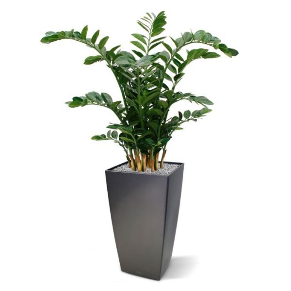 maar zeker ook op kantoor of in horeca aangelegenheden. De Zamioculcas XL kunstplant is ongeveer 110-120 cm hoog en is opgebouwd uit maar liefst 15 verschillende bladtakken. Door de plant in een hoge sierpot te plaatsen