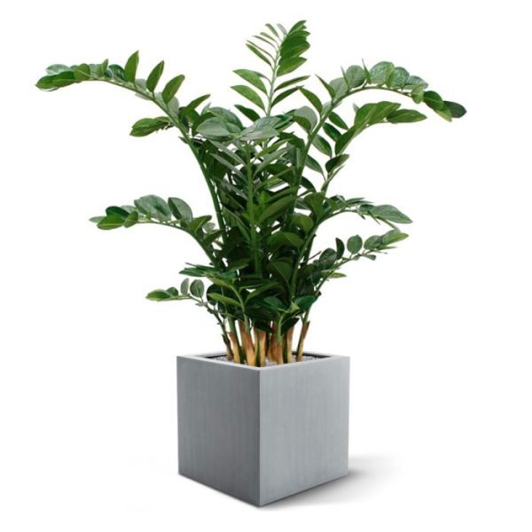 ontstaat een heel luxe en natuurlijke combinatie voor op kantoor! Standaard wordt de plant geleverd in een plastic binnenpot.