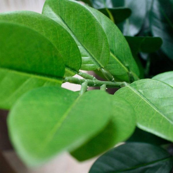 Zamioculcas XL 120 cm kunstplant 3