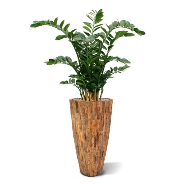 Deze kunst Zamioculcas XL 120 cm is door zijn natuurgetrouwe uitstraling op vele gebieden in te zetten en door zijn extra volle samenstelling zeer geschikt voor een mooie plek in huis