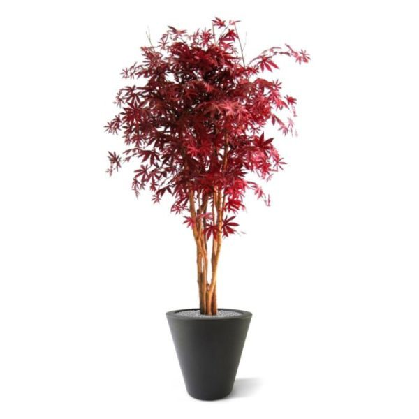 dat het lijkt alsof hij zo uit een Oosterse tuin komt.  De kunstboom is gemaakt op een robuuste stamconstructie van echt hout en is bijzonder goed gevuld. Het kunstblad is natuurgetrouw nagemaakt van de echte Acer in een mix van verschillende rood en burgundy kleurtinten.   De semi kunstboom is ± 155 cm hoog