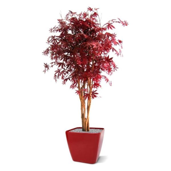 maar laat zich perfect presenteren in een hoge sierpot!  De Acer is tevens leverbaar in groene bladversie.
