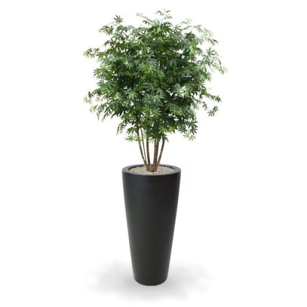 dat het lijkt alsof hij zo uit een Japanse tuin is gehaald. De boom is gemaakt op een robuuste echte houten stam en is bijzonder goed gevuld. Het blad is natuurgetrouw nagemaakt van de echte Acer en is een mix van fris groene kleurtinten. De Acer is ±165cm hoog