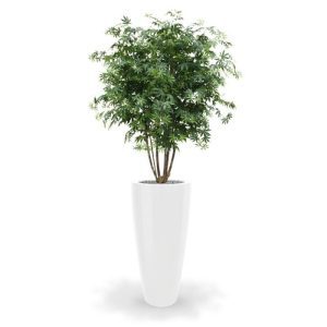 Met deze schitterende Acer kunstboom haalt u de Oosterse sferen in huis! De Acer (ook wel Maple genoemd) ziet er zo verbluffend echt uit