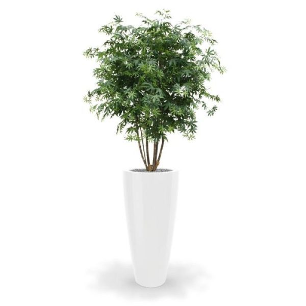 Met deze schitterende Acer kunstboom haalt u de Oosterse sferen in huis! De Acer (ook wel Maple genoemd) ziet er zo verbluffend echt uit