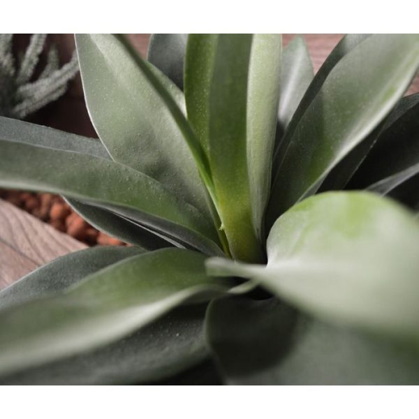 Agave-Boeket-25-cm-5 50 en 70 cm.