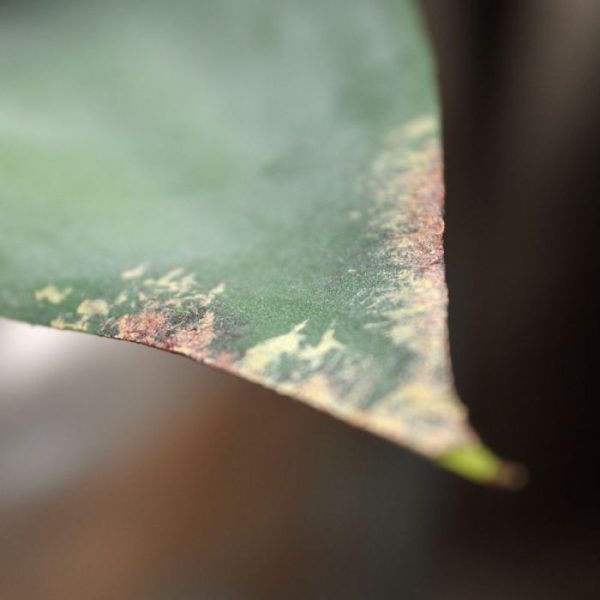 Agave Boeket 50 cm 3