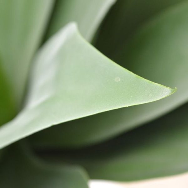 Agave Boeket 50 cm 4