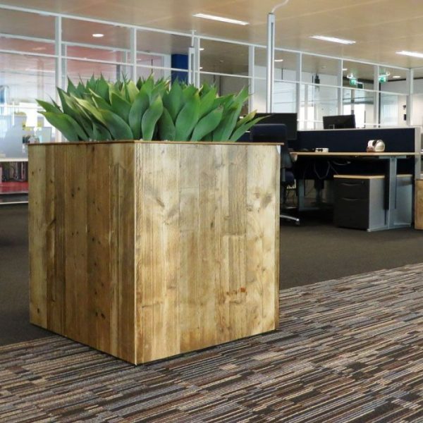 Agave Boeket 50 cm 5