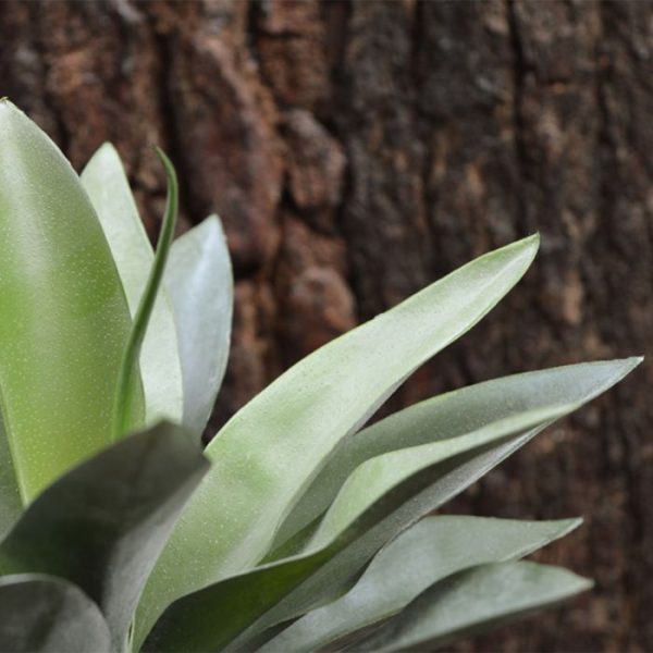 Agave-kunstplant-25-cm-in-10-cm-pot-5 Agave kunstplant 25 cm in 10 cm pot 5