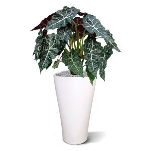 De Alocasia is een hele mooie en bijzondere kunstplant