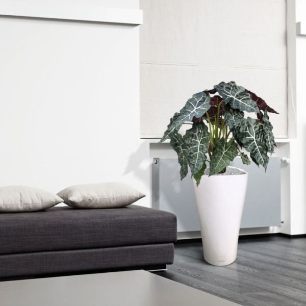 Alocasia-75-cm-kunstplant-4 waardoor de Alocasia echt een aparte en luxe plant is. Standaard wordt deze plant in een plastic pot geleverd