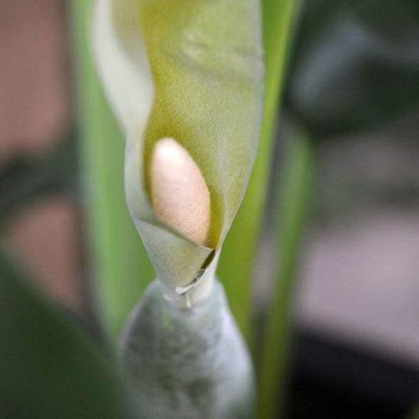 Alocasia-Calidora-kunstboeket-70-cm-4 Alocasia Calidora kunstboeket 70 cm 4
