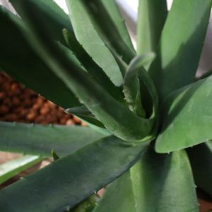Deze bijzonder goed nagemaakte Aloë Vera kunstboeket is afkomstig uit de Cactus familie.   Met deze kunstplant creëert u in een handomdraai een tropisch 'look' die perfect in een moderne omgeving past