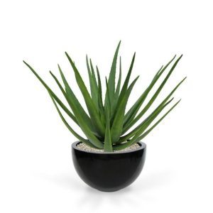 Dit bijzonder goed nagemaakte Aloë Deluxe boeket 70 cm is oorspronkelijk afkomstig uit de Cactus familie. Met deze kunstplant creëert u in een handomdraai een tropisch 'look' die perfect in een moderne omgeving past. Zowel in strakke hoge als lage sierpotten komt deze Aloë uitstekend tot zijn recht.   De diameter van de plant is circa 80 cm en de hoogte is inclusief steker ongeveer 55 cm. De steker zelf is ongeveer 9 cm lang.  De Aloe kunstcactus wordt als losse steker geleverd