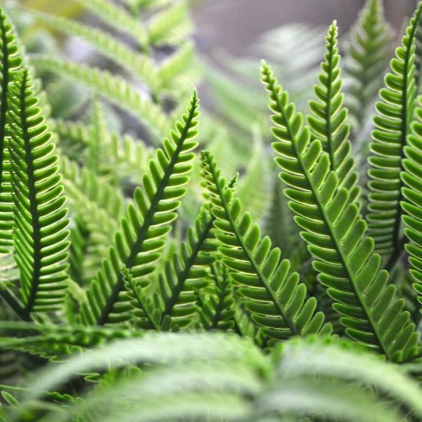 dubbel geveerde bladeren