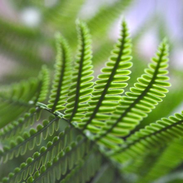 Alsophilla-kunst-Varenboeket-75-cm-UV-5 ongeveer 40 cm. De breedte is 70 cm. Standaard wordt de plant geleverd als losse steker