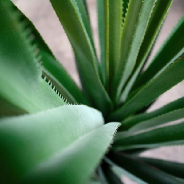 Ananas-kunstplant-135-cm-3 zodat hij gemakkelijk in een door u gewenste pot te plaatsen is. Zowel in hoge als lage potten komt de kunstananas prima tot zijn recht.   Omdat de goed nagemaakte bladeren van een hoogwaardige kunststof gemaakt zijn voelen ze bijzonder natuurgetrouw aan. Ook wordt deze Ananas veel gebruikt in zwembaden!