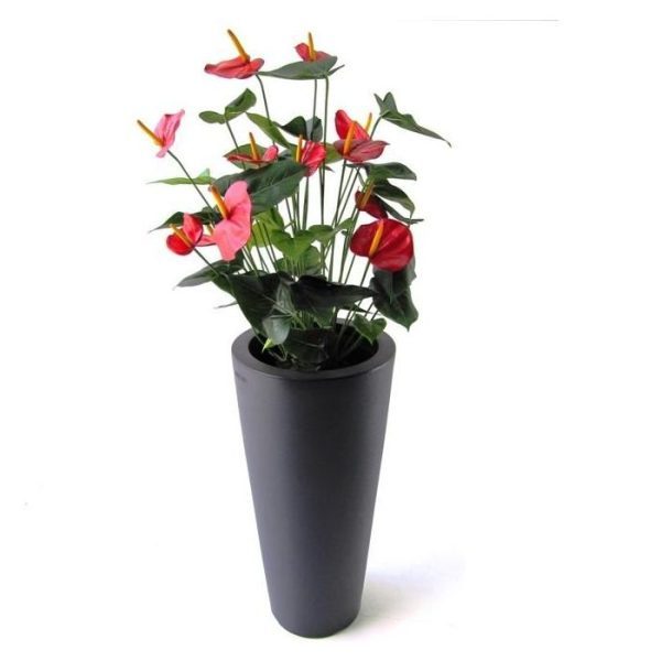 zodat deze eenvoudig in een sierpot is te plaatsen. De afgebeelde sierpot is dus niet bij de prijs inbegrepen. De Anthurium Deluxe is tevens leverbaar in de kleur creme.