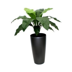 Deze bijzonder fraaie groene bladplant