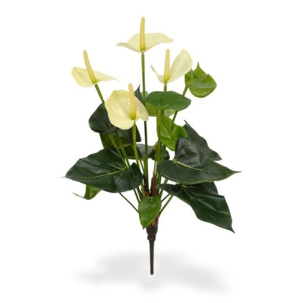 heeft een hoogte van ongeveer 40 cm (inclusief steel) en een doorsnede van circa 35 cm. Door de variatie aan groene bladeren ziet de Anthurium er zeer natuurgetrouw uit. Ideaal voor op tafel of in de vensterbank! In deze uitvoering wordt de zijden Anthurium geleverd als losse steker zodat het gemakkelijk in een arrangement of pot geplaatst kan worden. De zijden plant is leverbaar in de kleuren rood en crème. Vanaf 6 stuks geldt onze speciale voordeel prijs!