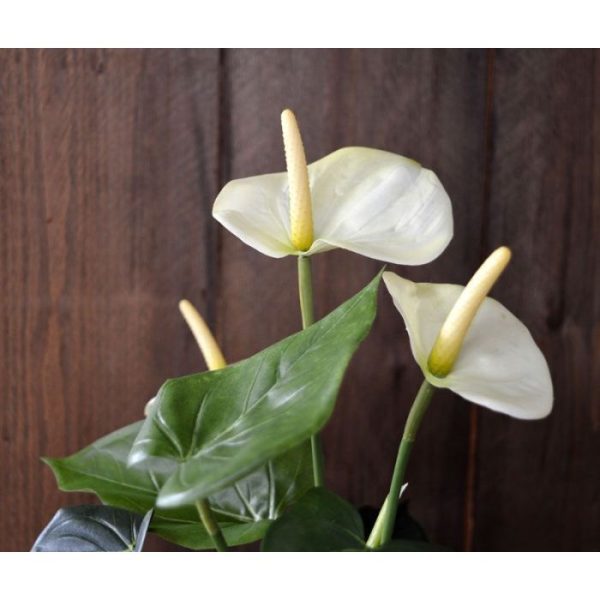 Anthurium boeket 40 cm creme 4