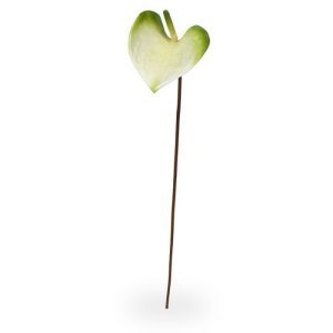 Deze schitterende kunst Anthurium steelbloem is net echt! De stengelbloem is opgebouwd uit een enkele steel met daarop de  Anthurium kunstbloem met een blad van 10 cm lang en 9 cm breed. Het blad is gemaakt van een speciale latex soort. En mede door het reliëf in het blad voelt de nagemaakte Anthurium zeer natuurgetrouw aan.   De kunst Anthurium  wordt standaard als losse stengelbloem geleverd en kan daardoor makkelijk verwerkt worden tot prachtige kunstboeketten. De kunststeel heeft een lengte van ongeveer 50 cm en is verkrijgbaar in het wit-groen en in het roze-groen.   Vanaf 12 stuks kunt u gebruik maken van de voordeel prijs.
