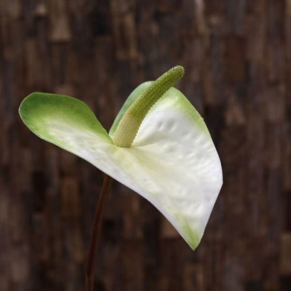 Anthurium-kunstplant-S-50-cm-wit-groen-4 Anthurium kunstplant S 50 cm wit groen 4